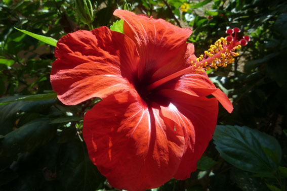 Hibiscus, the Chinese Rose – The Mallorca Photo Blog